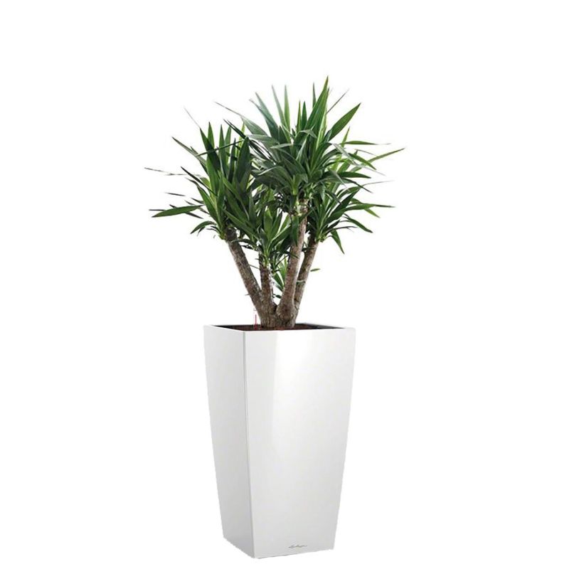 Yucca Elephantipes in watergevende Cubico wit