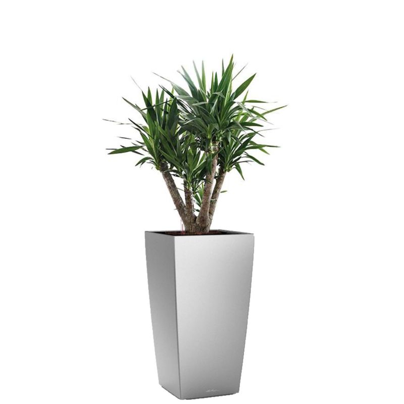 Yucca Elephantipes in watergevende Cubico zilver