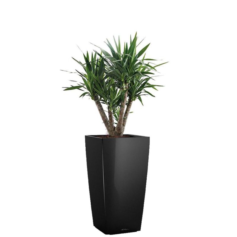 Yucca Elephantipes in watergevende Cubico zwart