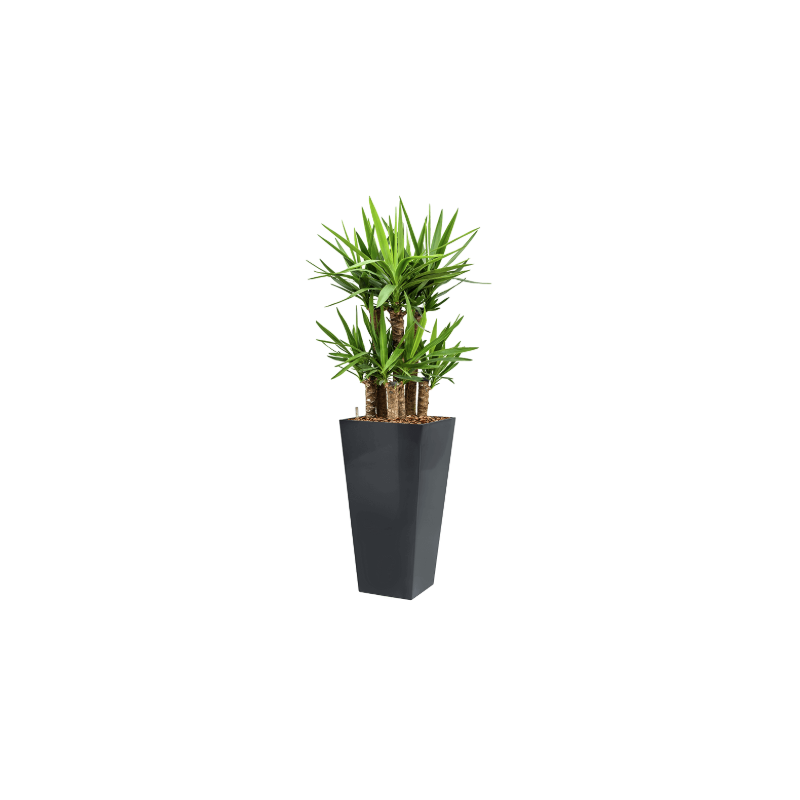 Yucca Elephantipes hydrocultuur in Runner antraciet