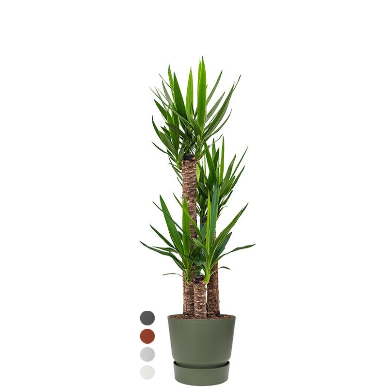 Yucca Elephantipes in Greenville groen 