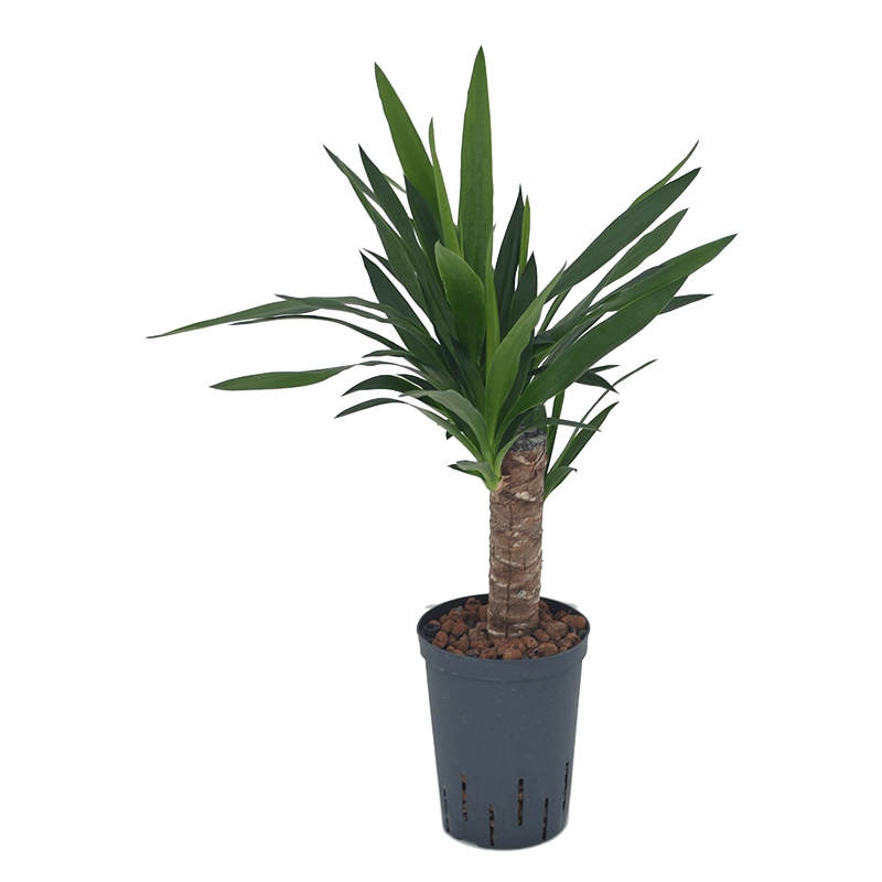 Yucca Elephantipes op stam