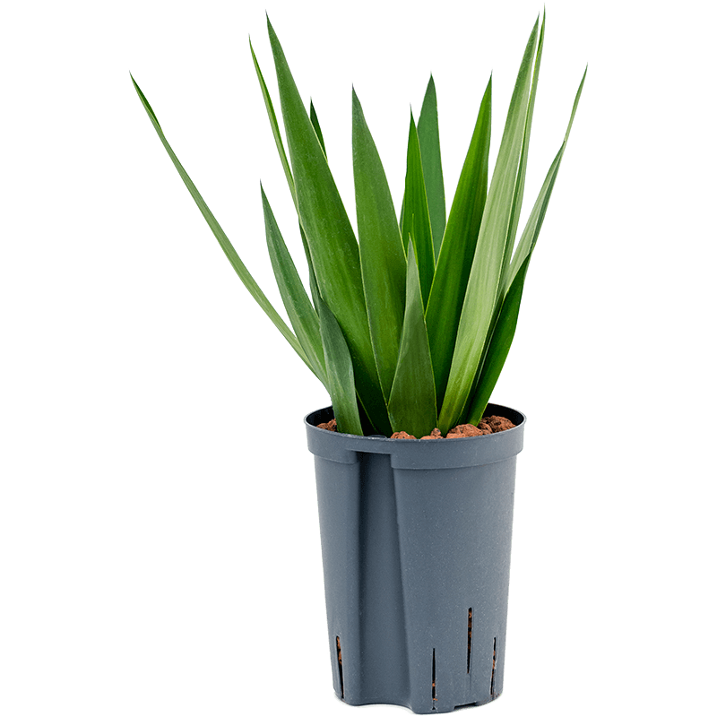 Yucca Elephantipes 