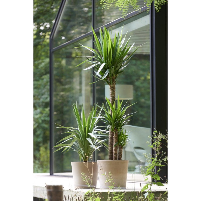 Yucca Elephantipes op stam
