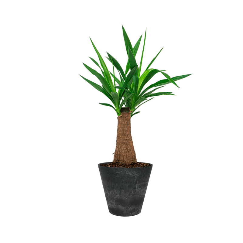 Yucca Elephantipes in Artstone Claire zwart