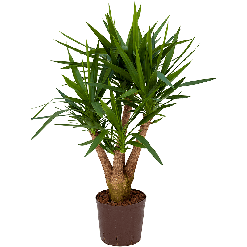 Yucca elephantipes vertakt 