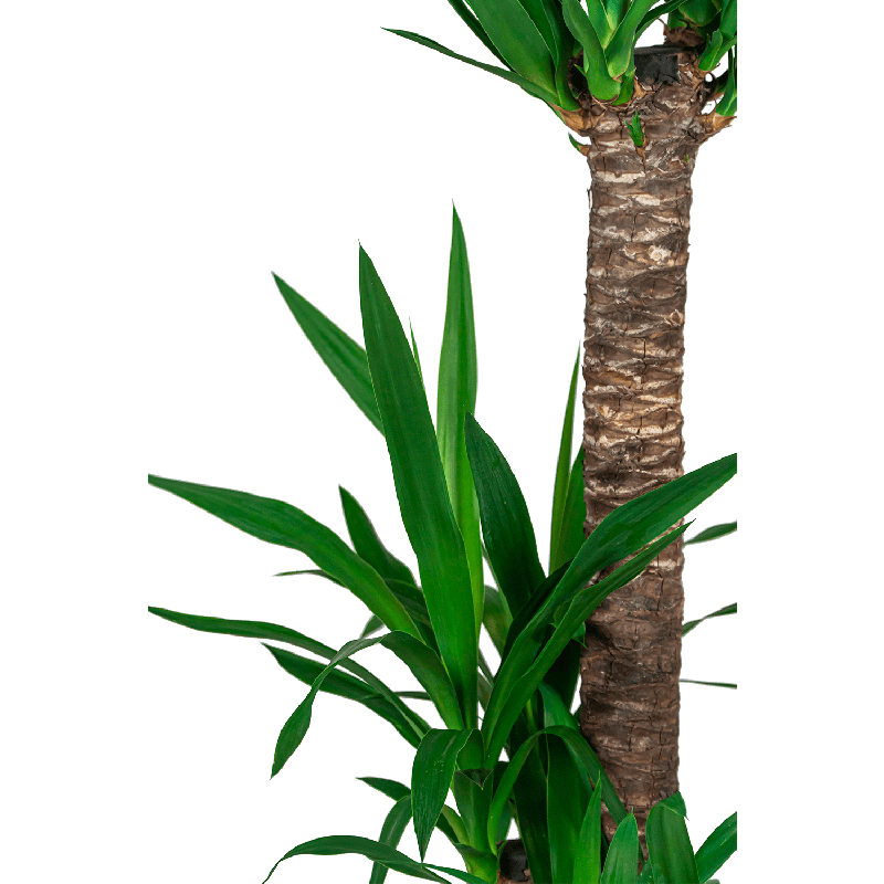 Yucca Elephantipes in Drypot Rattan