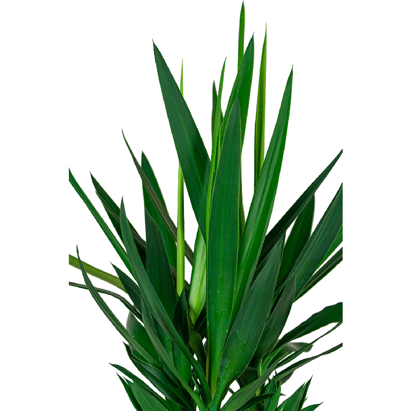 Yucca Elephantipes in Drypot Rattan