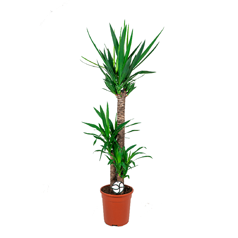 Yucca elephantipes 3-stam