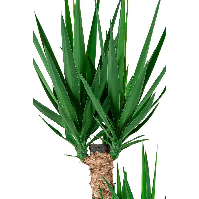 Yucca Elephantipes toef in Artstone Claire bruin