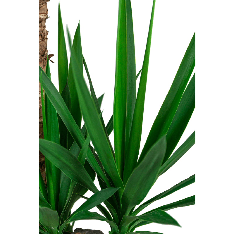 Yucca Elephantipes toef in Artstone Claire bruin