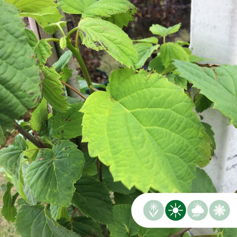 Davidia involucrata 