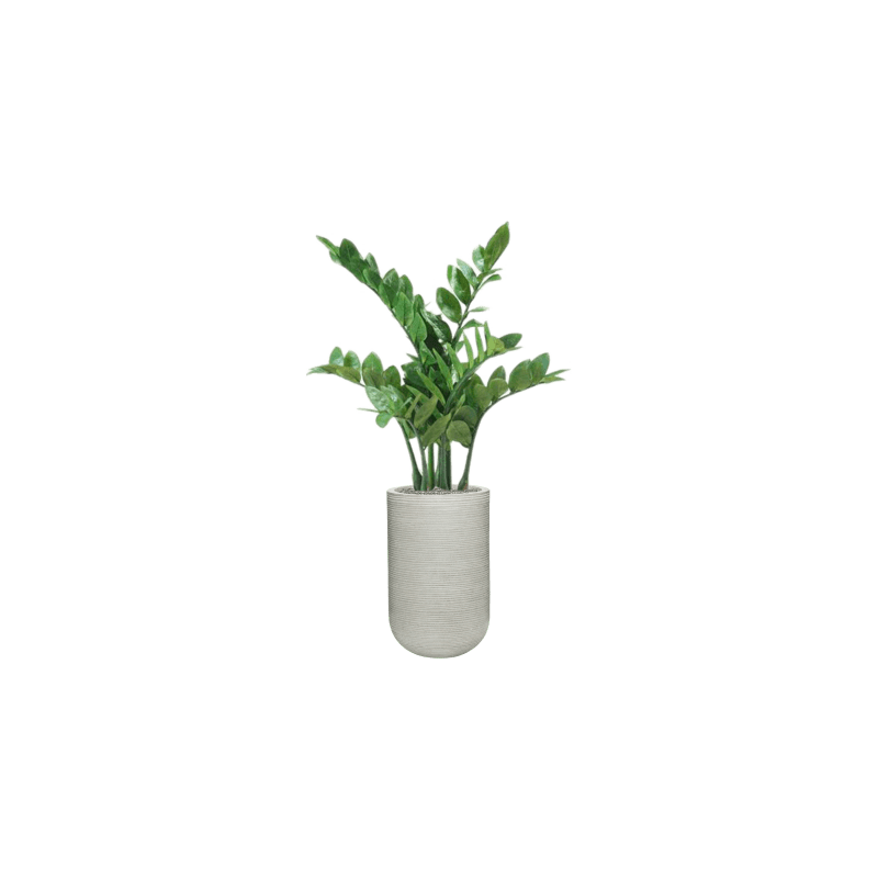 Zamioculcas in Ribbed Cody High Cement - kunstplant