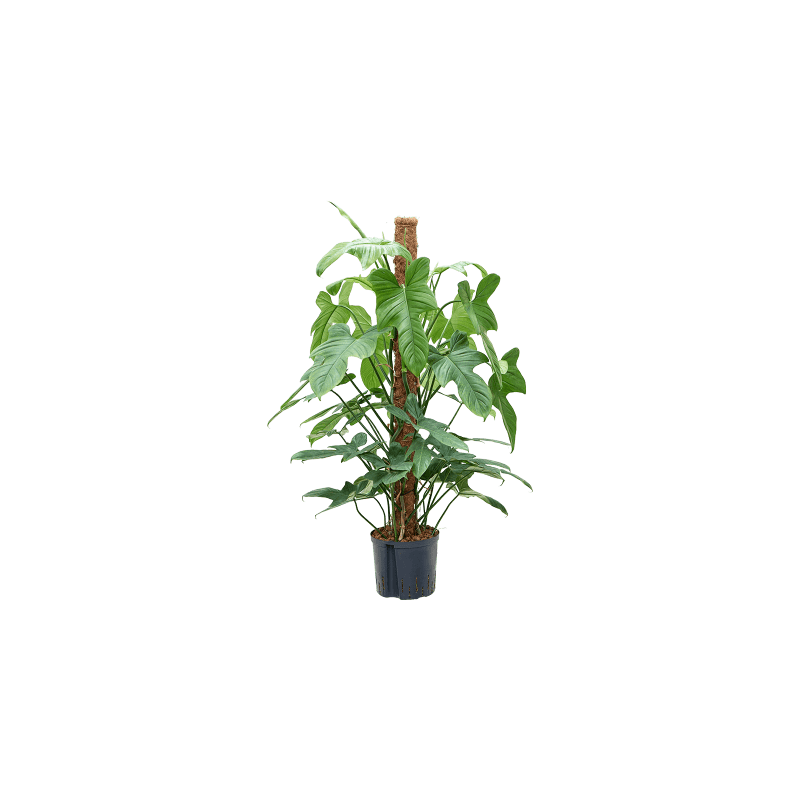 Philodendron Silver Violin mosstok