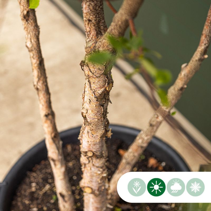 Betula nigra - meerstammig