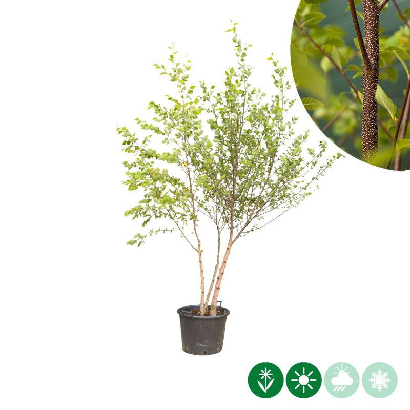 Betula nigra - meerstammig