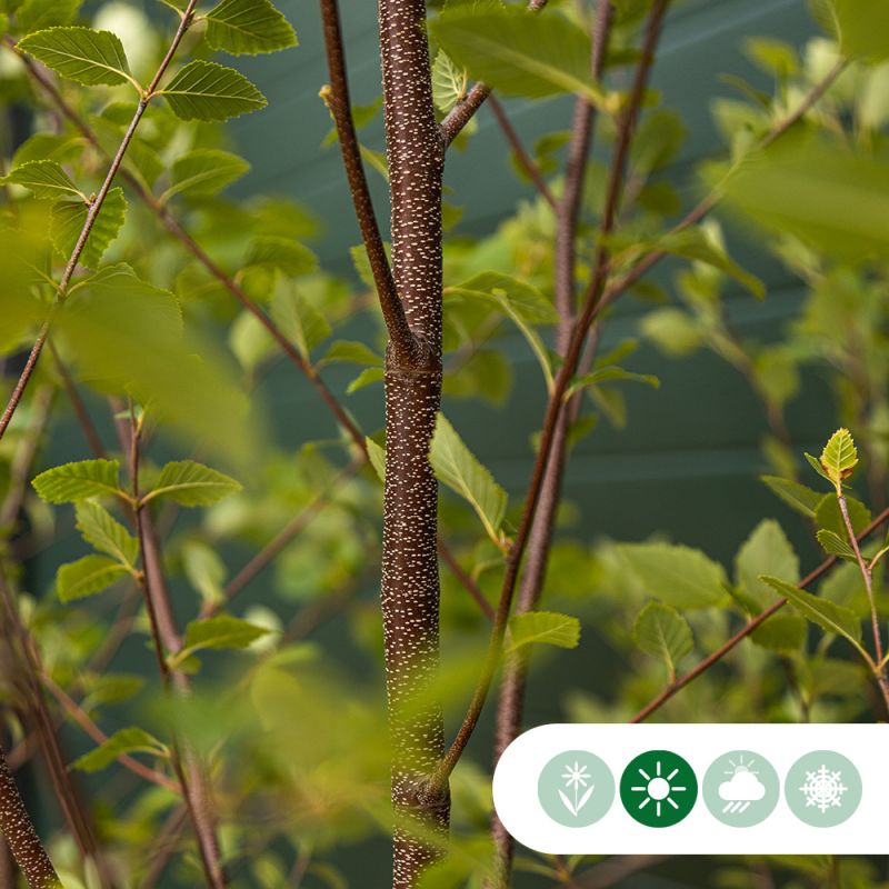 Betula nigra - meerstammig