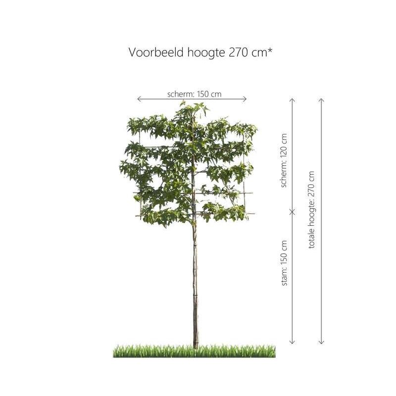 Liquidambar Styraciflua 'Worplesdon' - leiboom