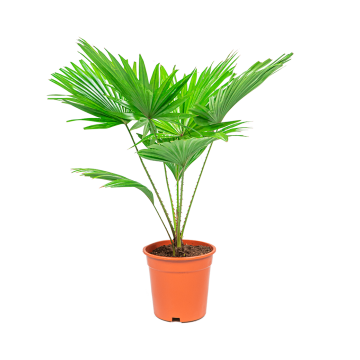 weblivistona20rotundifolia201png