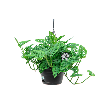 webphilodendron20monkey20mask20hangplant201png
