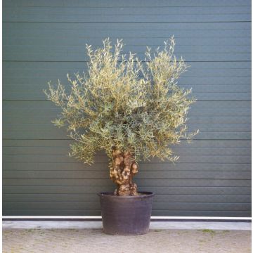 olijfboom-grillige-vorm-60-80b57372jpg