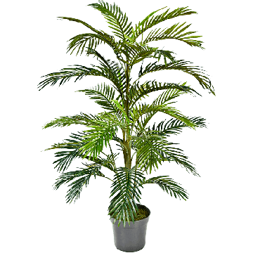 areca20palm20pngpng