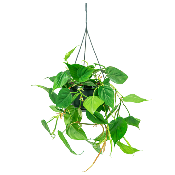 webphilodendron20scandens20hangplant202png