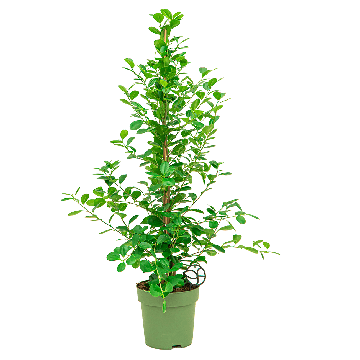 ficus20moclame20toef2012png