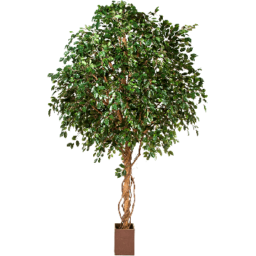 gaint20ficus20exotica20pngpng