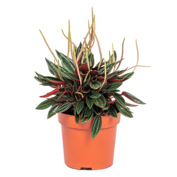 webpeperomia20rosso202png