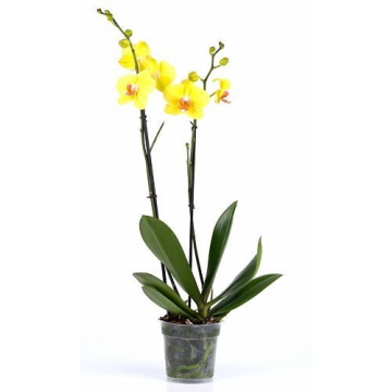 orchidee-yellowf792bapng