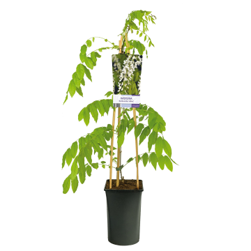 wisteria-sinensis-alba-witte-regenpng