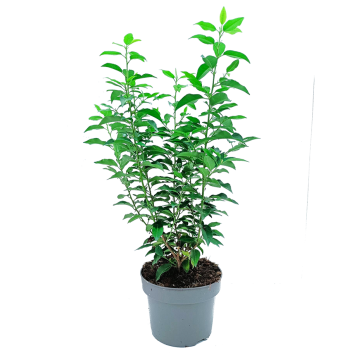 prunus-angustifoliapng