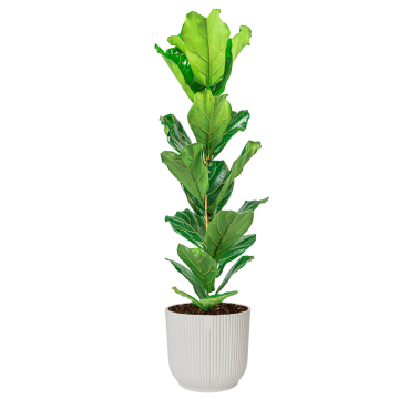 ficus20lyrata20small20in20elho20vibes20xl20-20witpng