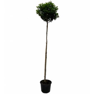 prunus-lusitanica-angustifolia-op-stam5aa3edjpg