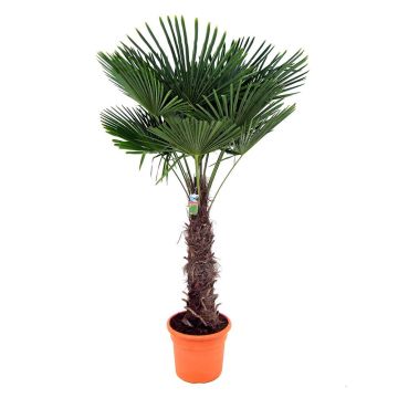trachycarpus-fortunei-100cmf60269jpg