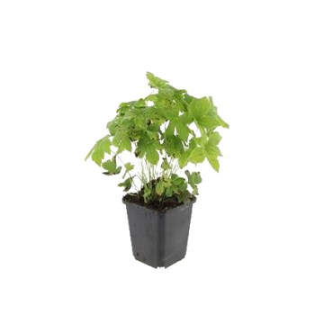 geranium-nodosumpng