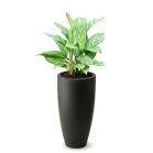 Aglaonema Stripes in June Round zwart.png