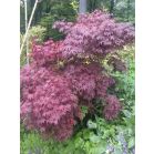 atropurpureum.jpg