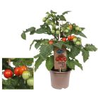 cherry tomaat.jpg