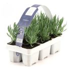 lavendel.jpg