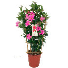 mandevilla roze.png