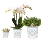 Plantenset Ivory Elegance blauw.jpg