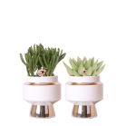 rhipsals in luxeues duo zilver.jpg