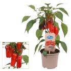 snack paprika.jpg