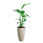 Strelitzia in June Round Beige.png