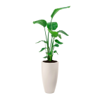 Strelitzia in June Round Wit.png