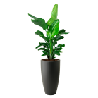 Strelitzia Nicolai in Elho Pure Soft High - Hoog - Zwart - Antraciet.png