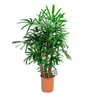 Web_Rhapis excelsa S1.png
