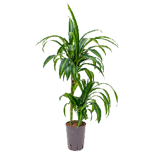 1DRHS2S05.png